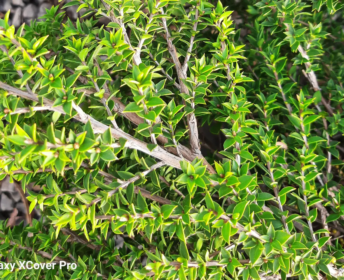 Leptospermum continentale 'Horizontalis' | Urban Tree Farm Nursery