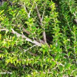 Leptospermum continentale 'Horizontalis'