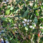 Leptospermum laevigatum