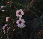 Leptospermum scoparium 'Apple Blossom'