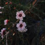 Leptospermum scoparium 'Apple Blossom'