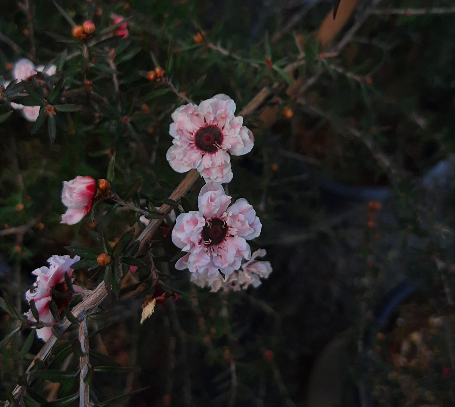 Leptospermum-scoparium-Apple-Blossom-a Leptospermum scoparium 'Apple Blossom' - Image 1