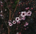 Leptospermum scoparium 'Apple Blossom' - Image 2