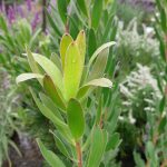 Leucadendron 'Safari Goldstrike'