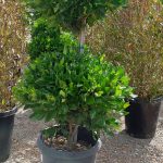 Ligustrum japonicum 'Texanum' 2 TIER
