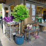 Ligustrum japonicum 'Texanum' PATIO