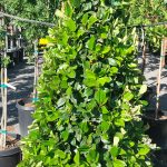 Ligustrum japonicum 'Texanum' PYRAMID