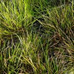 Lomandra confertifolia 'Finescape'
