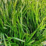 Lomandra hystrix 'Tropicbelle'