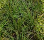 Lomandra longifolia 'Breeze'