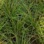 Lomandra longifolia 'Breeze'