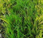 Lomandra longifolia 'Breeze' - Image 2