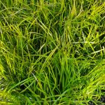 Lomandra longifolia 'Katrina's Deluxe'