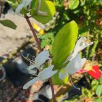 Lonicera japonica 'Halliana' BUSH