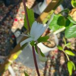 Lonicera japonica 'Halliana' TRELLIS