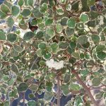 Lophomyrtus x ralphii 'Sundae'