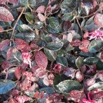 Loropetalum chinense 'Majestic Purple'