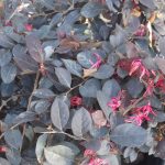 Loropetalum chinense 'Purple Majesty' TRELLIS