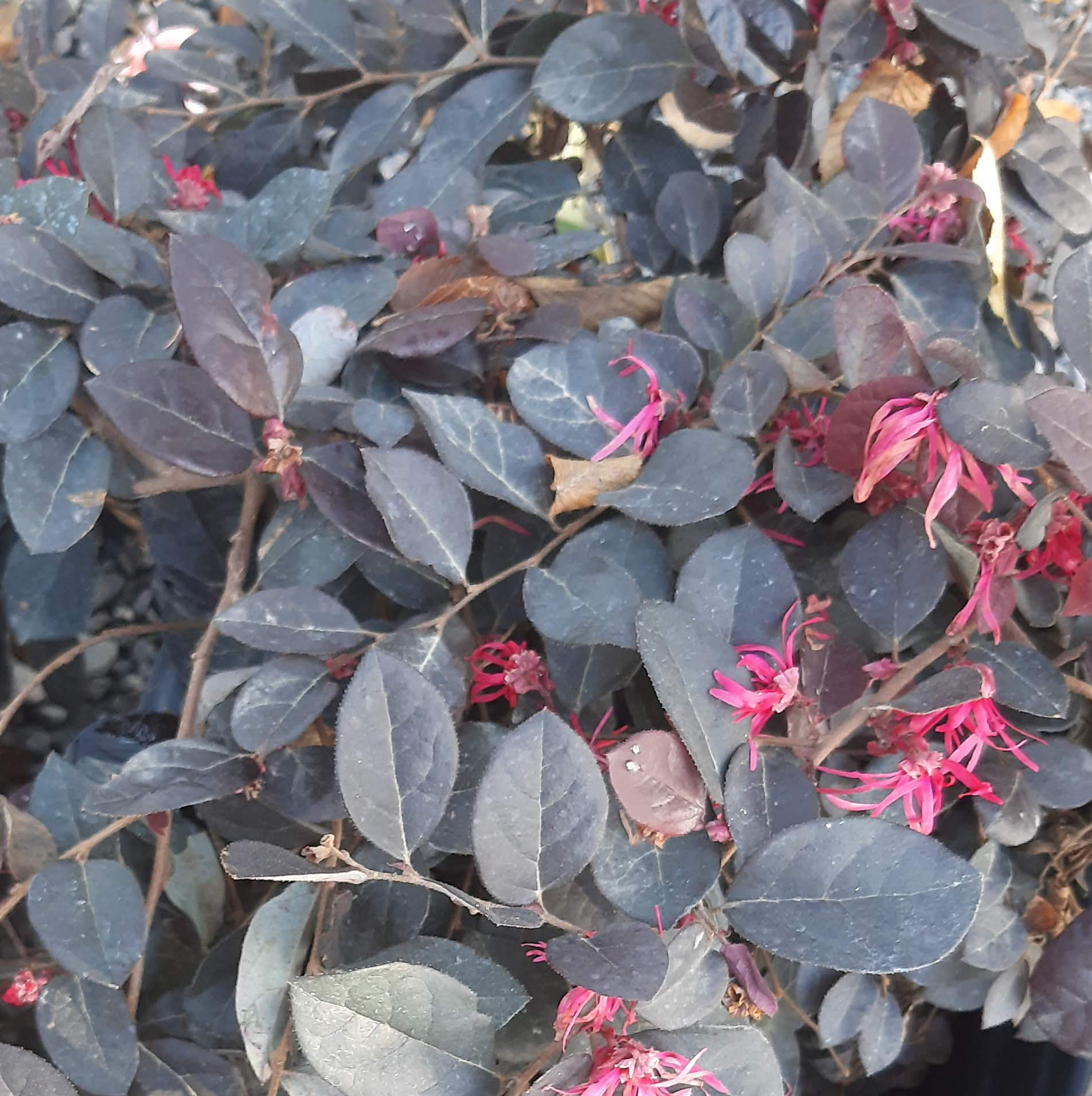 Loropetalum-chinense-Purple-Majesty-TRELLIS Loropetalum chinense 'Purple Majesty' TRELLIS - Image 1