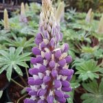 Lupinus 'Staircase Blue'
