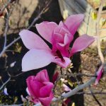 Magnolia 'The Girls Ann'