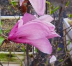 Magnolia 'The Girls Susan'