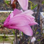 Magnolia 'The Girls Susan'