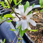 Magnolia stellata 'Rosea'