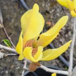 Magnolia x 'Sunsation'