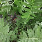 Matteuccia struthiopteris