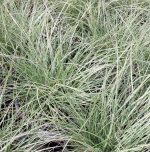 Miscanthus sinensis 'Adagio'