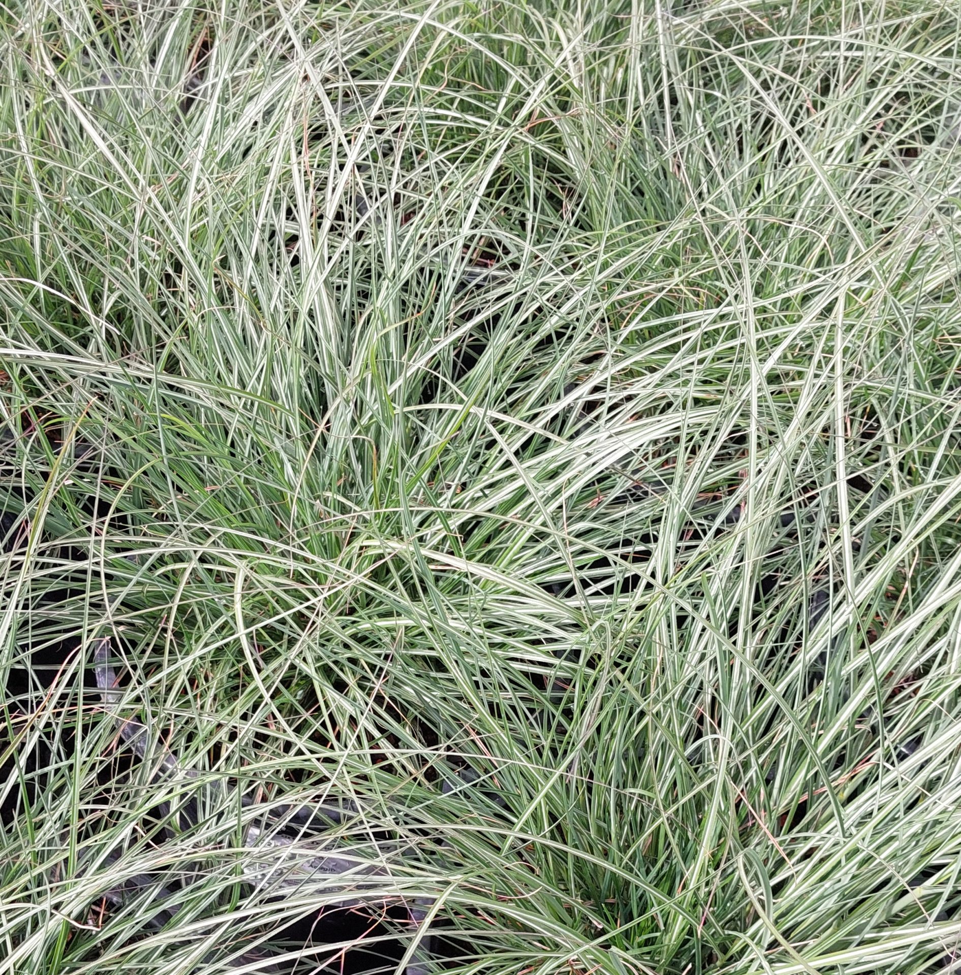 Miscanthus-sinensis-Adagio-a Miscanthus sinensis 'Adagio' - Image 1