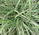 Miscanthus sinensis 'Adagio' - Image 2