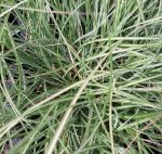 Miscanthus sinensis 'Adagio' - Image 3