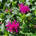 Monarda didyma 'Balmy Purple'