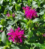 Monarda didyma 'Balmy Purple'