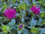 Monarda didyma 'Balmy Purple' - Image 2