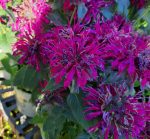 Monarda didyma 'Balmy Purple' - Image 3