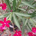 Nerium oleander 'Red' STD