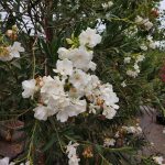 Nerium oleander 'Sister Agnes' STD