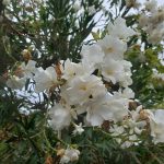 Nerium oleander 'Sister Agnes'