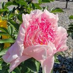 Paeonia lactiflora 'Do Tell'