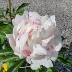 Paeonia lactiflora 'Shirley Temple'