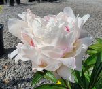 Paeonia lactiflora 'Shirley Temple' - Image 2