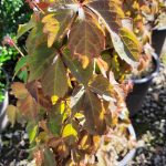 Parthenocissus tricuspidata