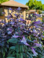 Penstemon digitalis 'Dark Towers'