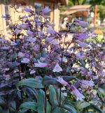 Penstemon digitalis 'Dark Towers' - Image 2