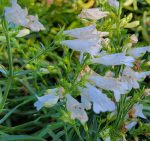 Penstemon glaber 'Arctic Fox' - Image 2