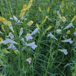 Penstemon heterophyllus 'GMR White'