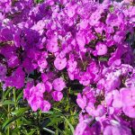 Phlox paniculata 'Fashionably Early Flamingo'